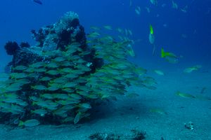 Common Snappers representative species