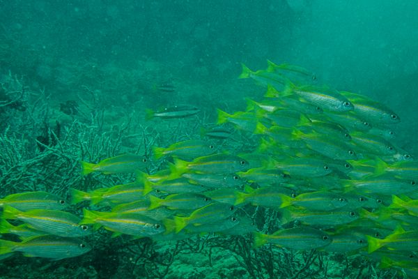 Bigeye Snapper - Photo 1