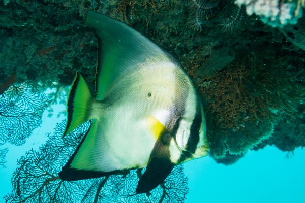 Dusky Batfish - Photo 1