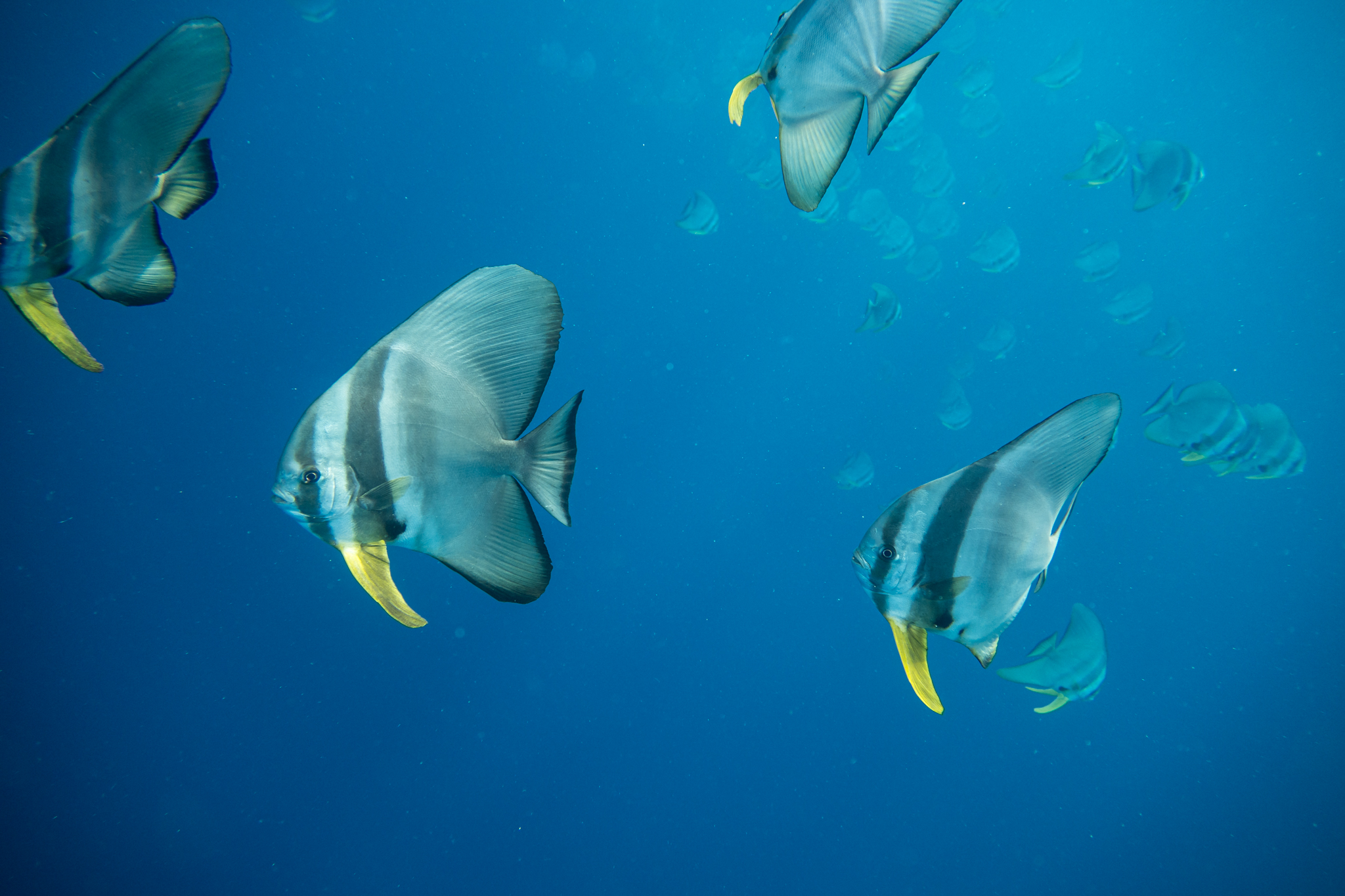 Longfin Batfish