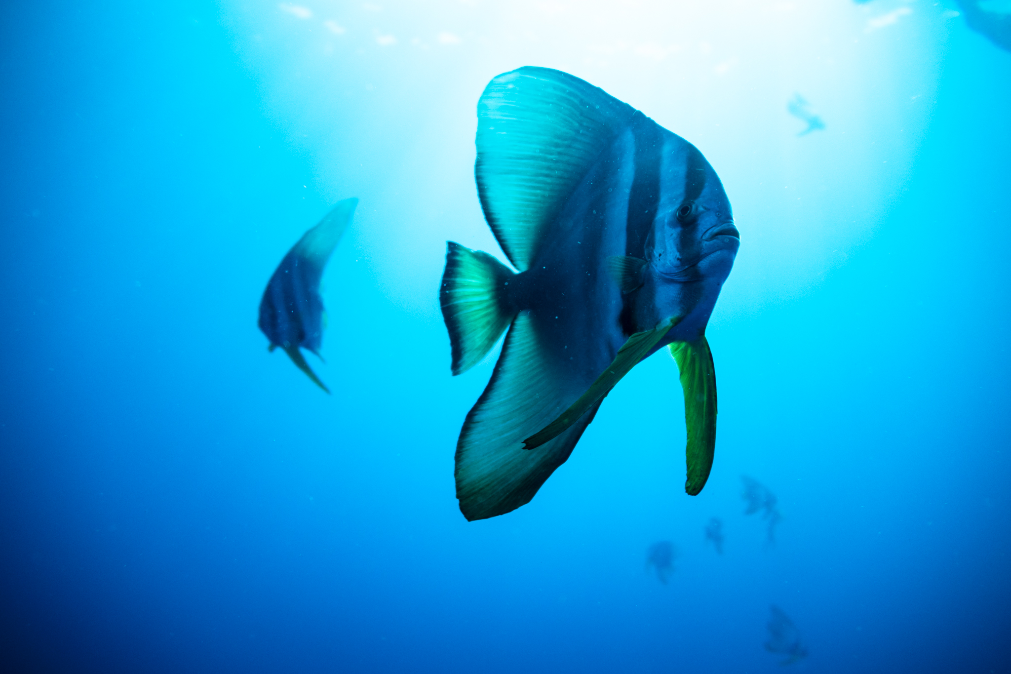 Longfin Batfish