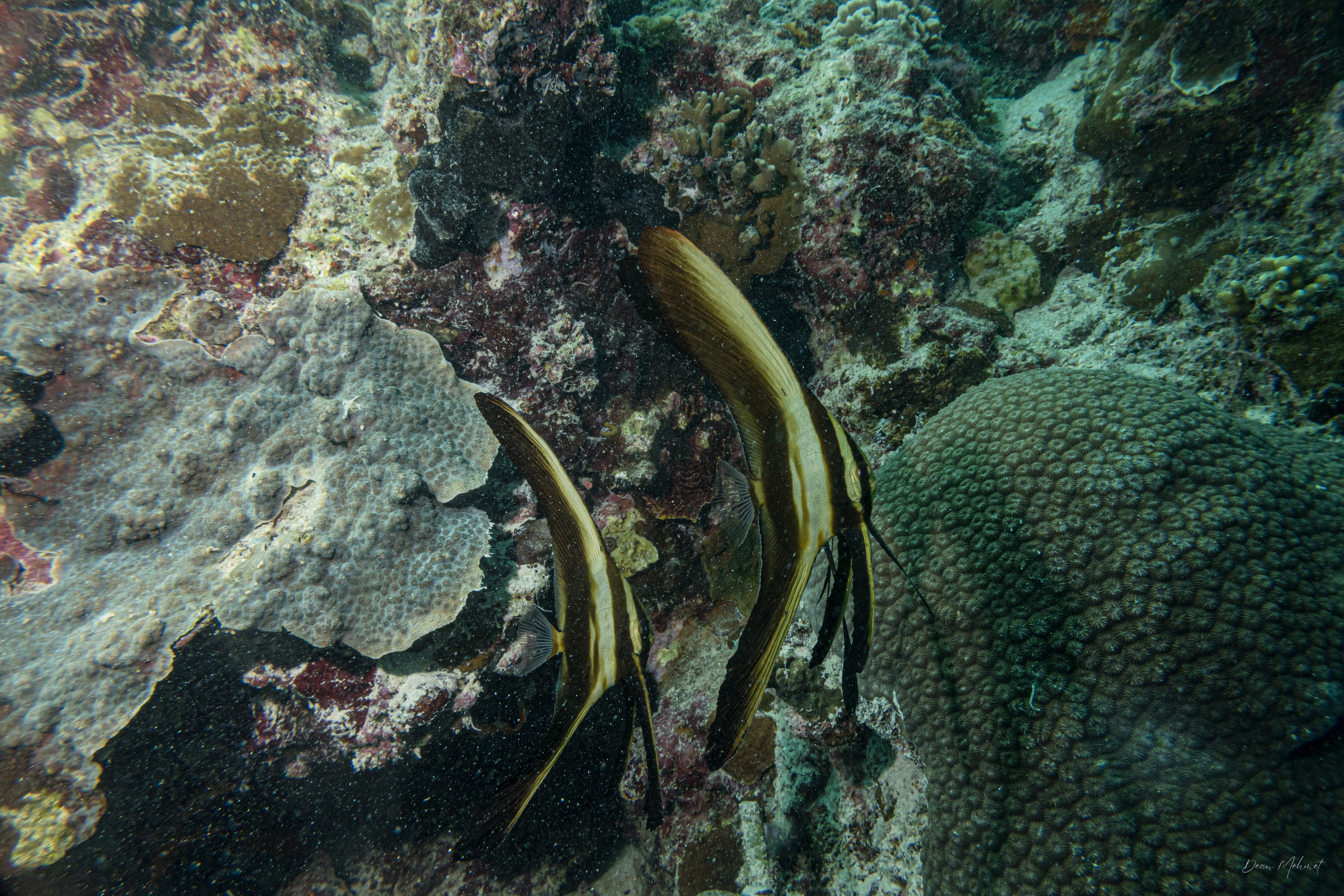 Longfin Batfish
