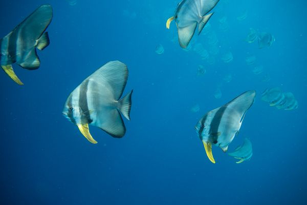 Longfin Batfish - Espiritu Santo, Vanuatu - 10 August 2025 - Dive 10 - MV Henry Bonneaud