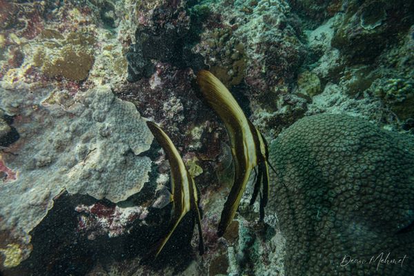 Longfin Batfish