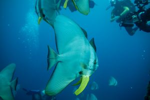 Longfin Batfish