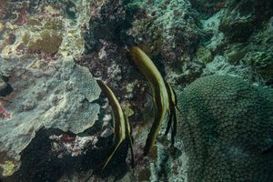 Longfin Batfish