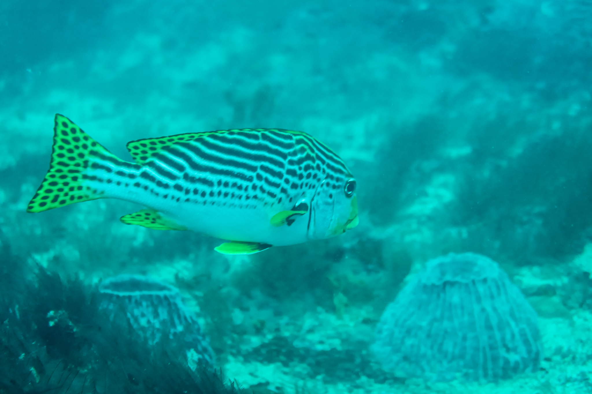 Oblique-banded Sweetlips