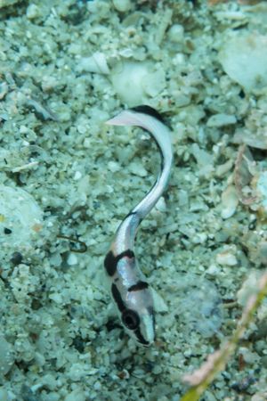 Sweetlips representative species
