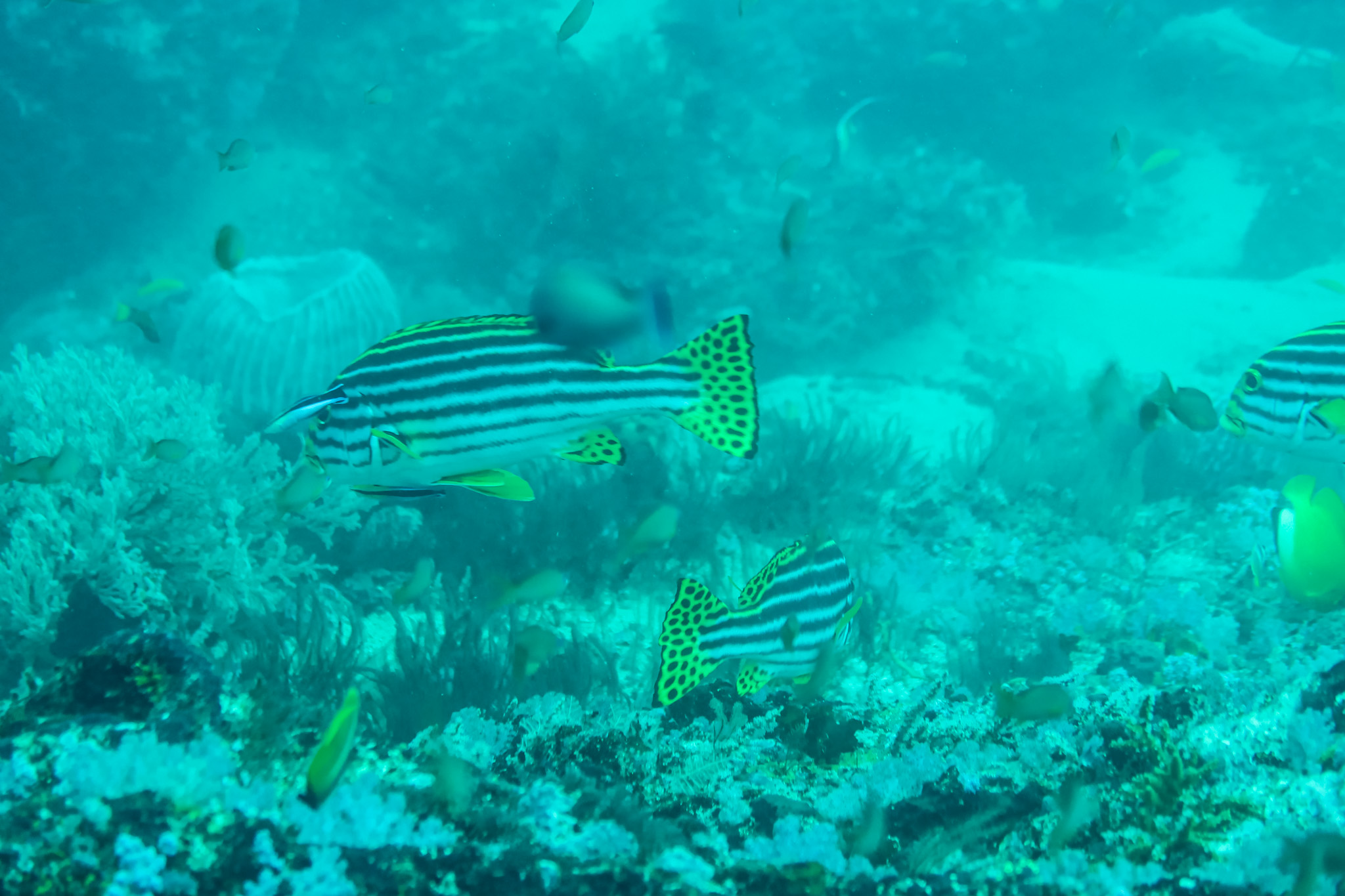 Oriental Sweetlips