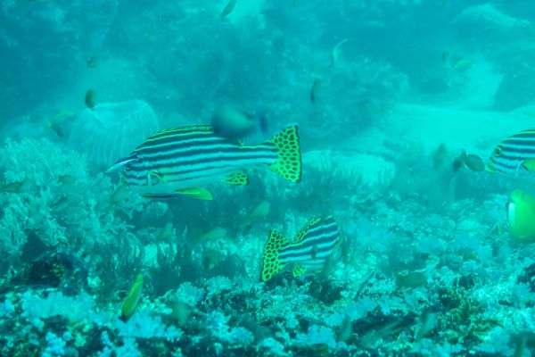 Oriental Sweetlips - Puerto Galera - 9 June 2025 - Dive 0