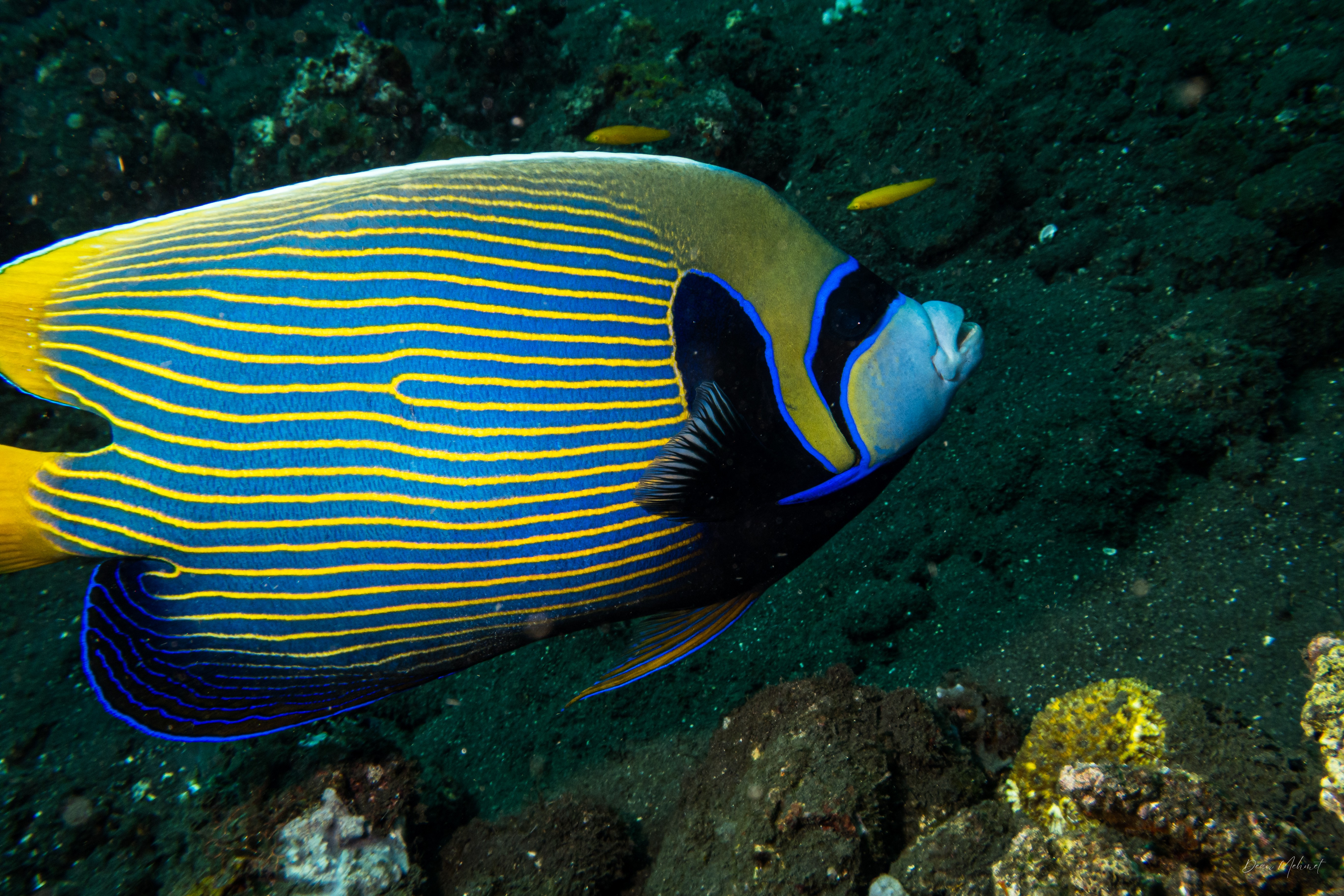 Emperor Angelfish