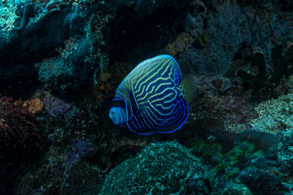 Emperor Angelfish - Photo 1
