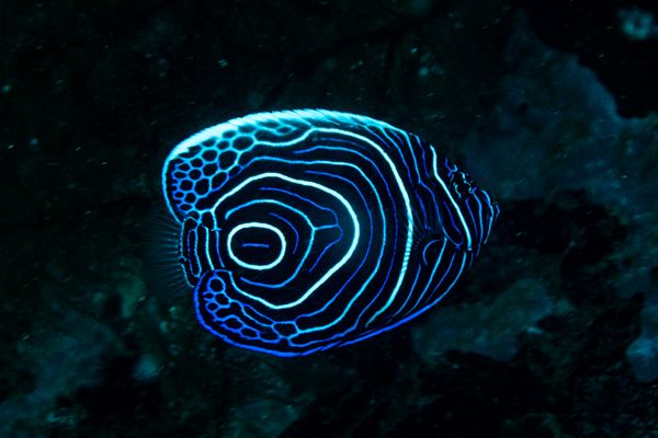 Emperor Angelfish - Photo 2