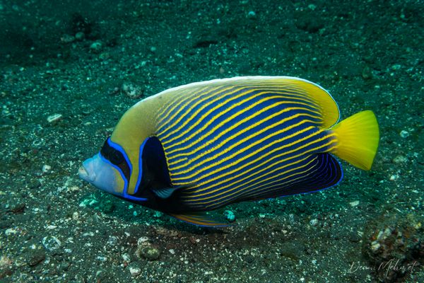 Emperor Angelfish - Photo 3
