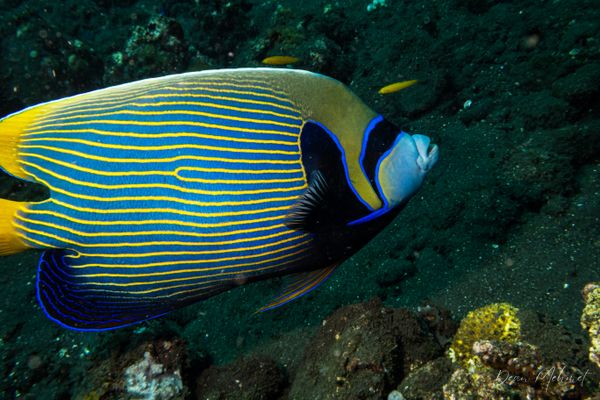 Emperor Angelfish - Photo 4