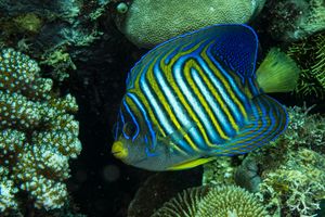 Regal Angelfish representative species