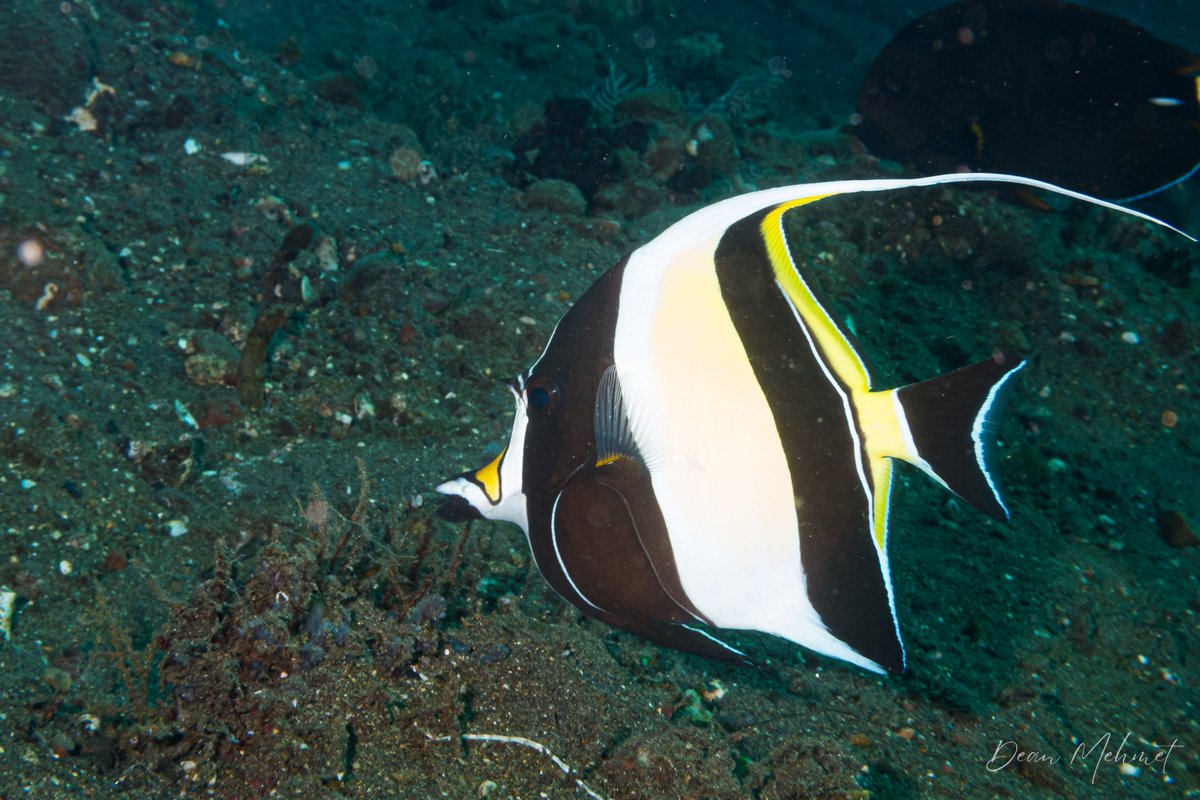 Moorish Idol hero image