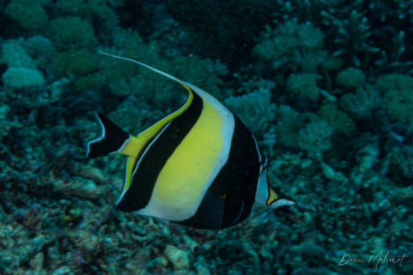 Moorish Idol - Amed, Bali - 4 July 2026 - Dive 2 - Senta
