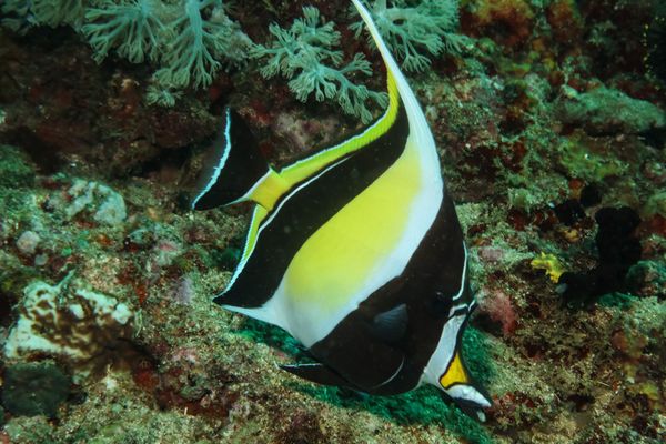 Moorish Idol - Puerto Galera - 10 June 2025 - Dive 3