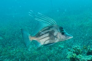 Paristiopterus