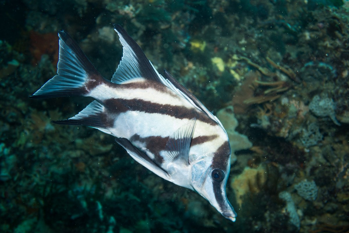Longsnout Boarfish hero image