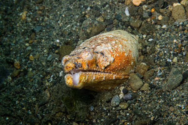 Reptilian Snake Eel