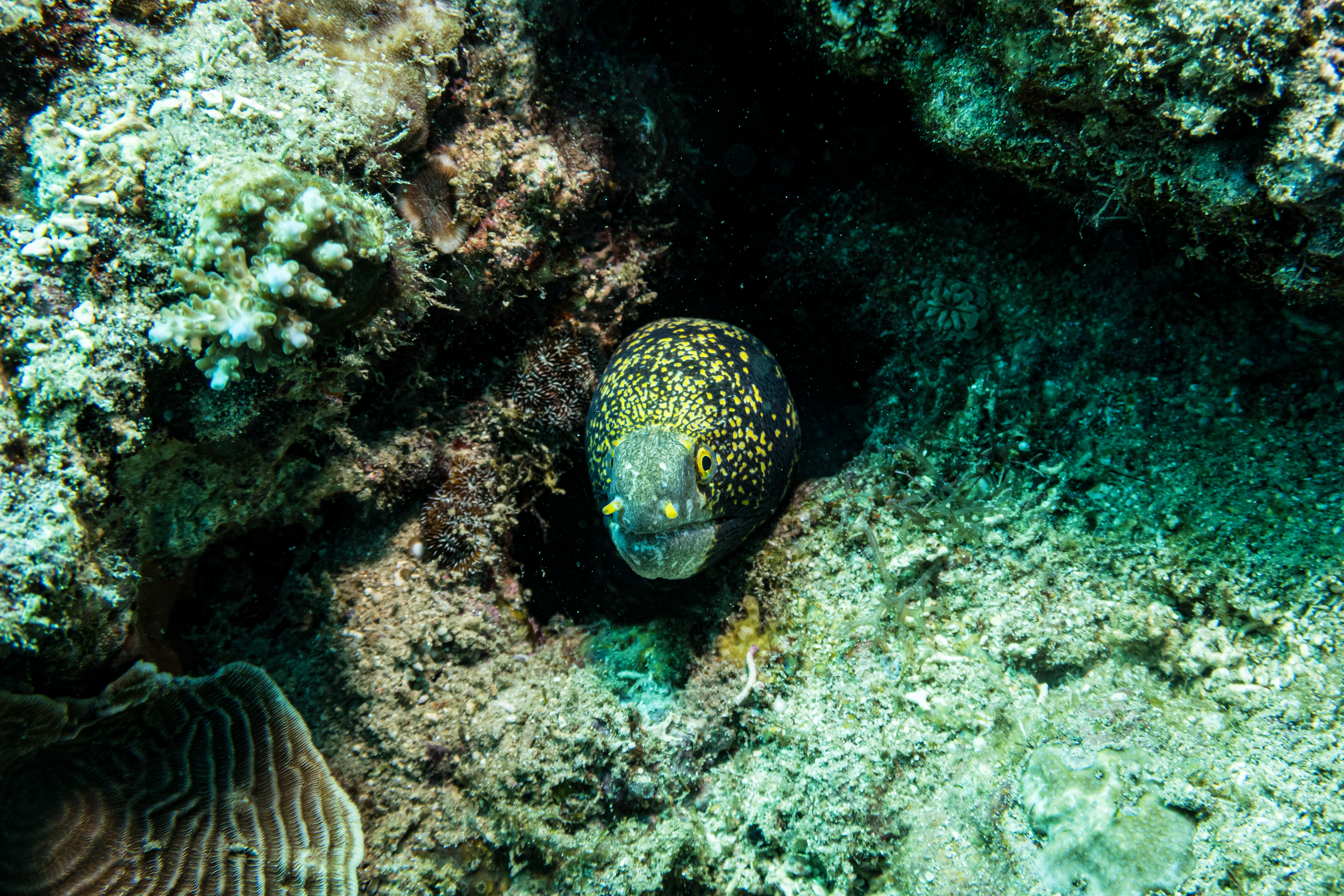Snowflake Moray