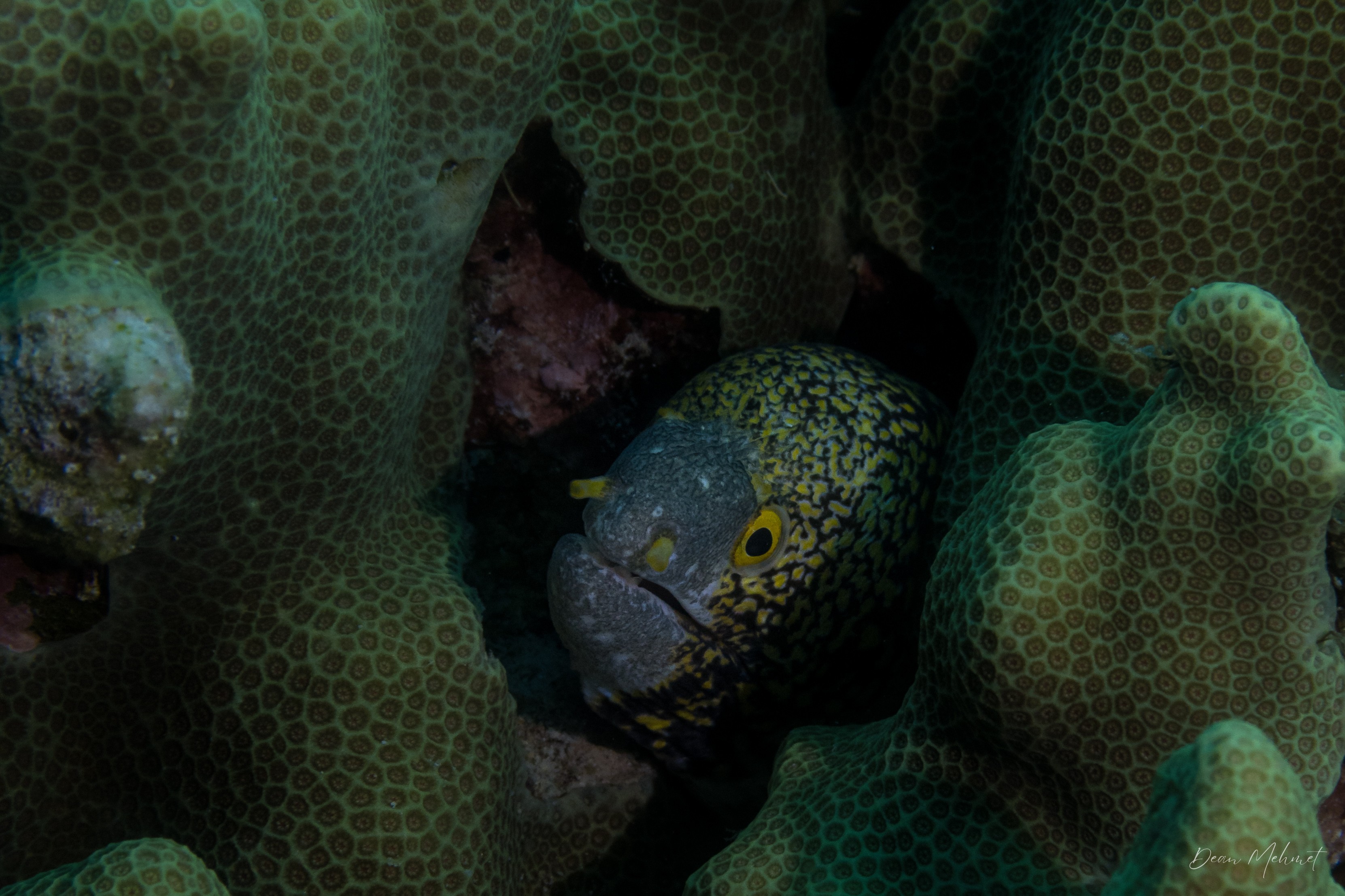 Snowflake Moray