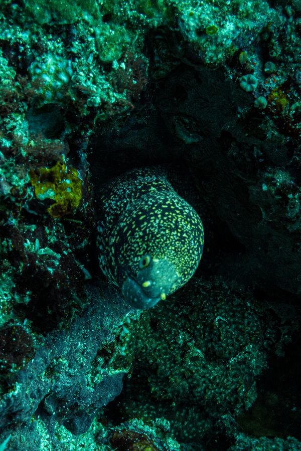 Snowflake Moray - Photo 2