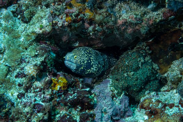 Snowflake Moray - Photo 3