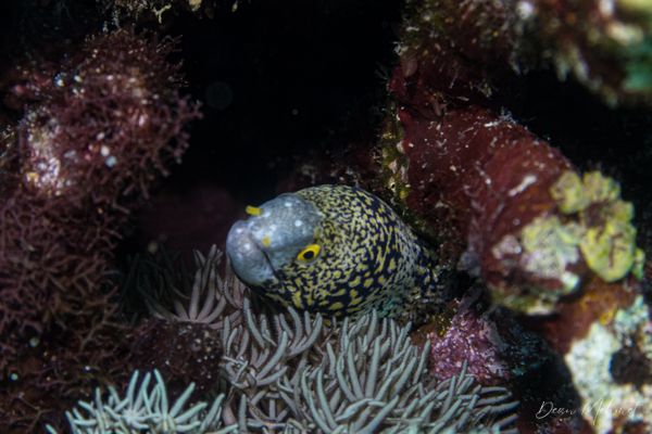 Snowflake Moray - Photo 4