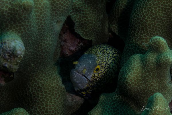 Snowflake Moray - Photo 5