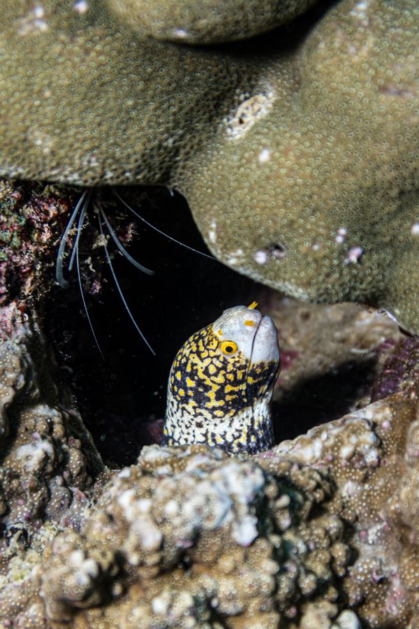Snowflake Moray - Photo 6