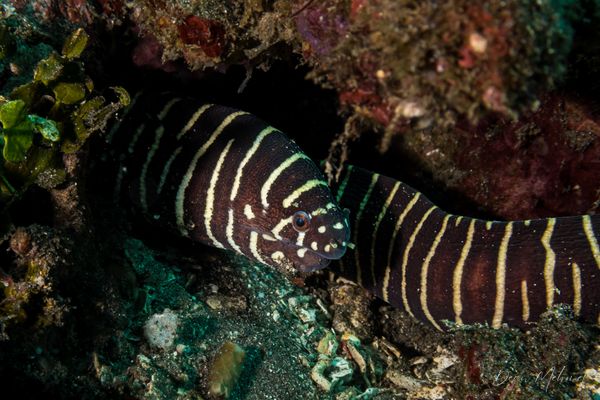 Zebra Moray - Photo 1