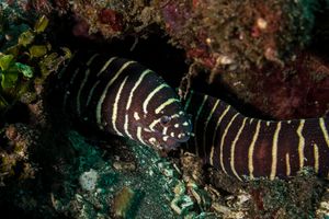 True Eels representative species