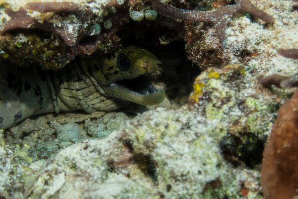 Fimbriated Moray - Photo 1