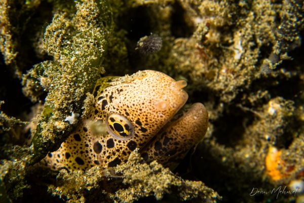 Fimbriated Moray