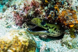 Fimbriated Moray