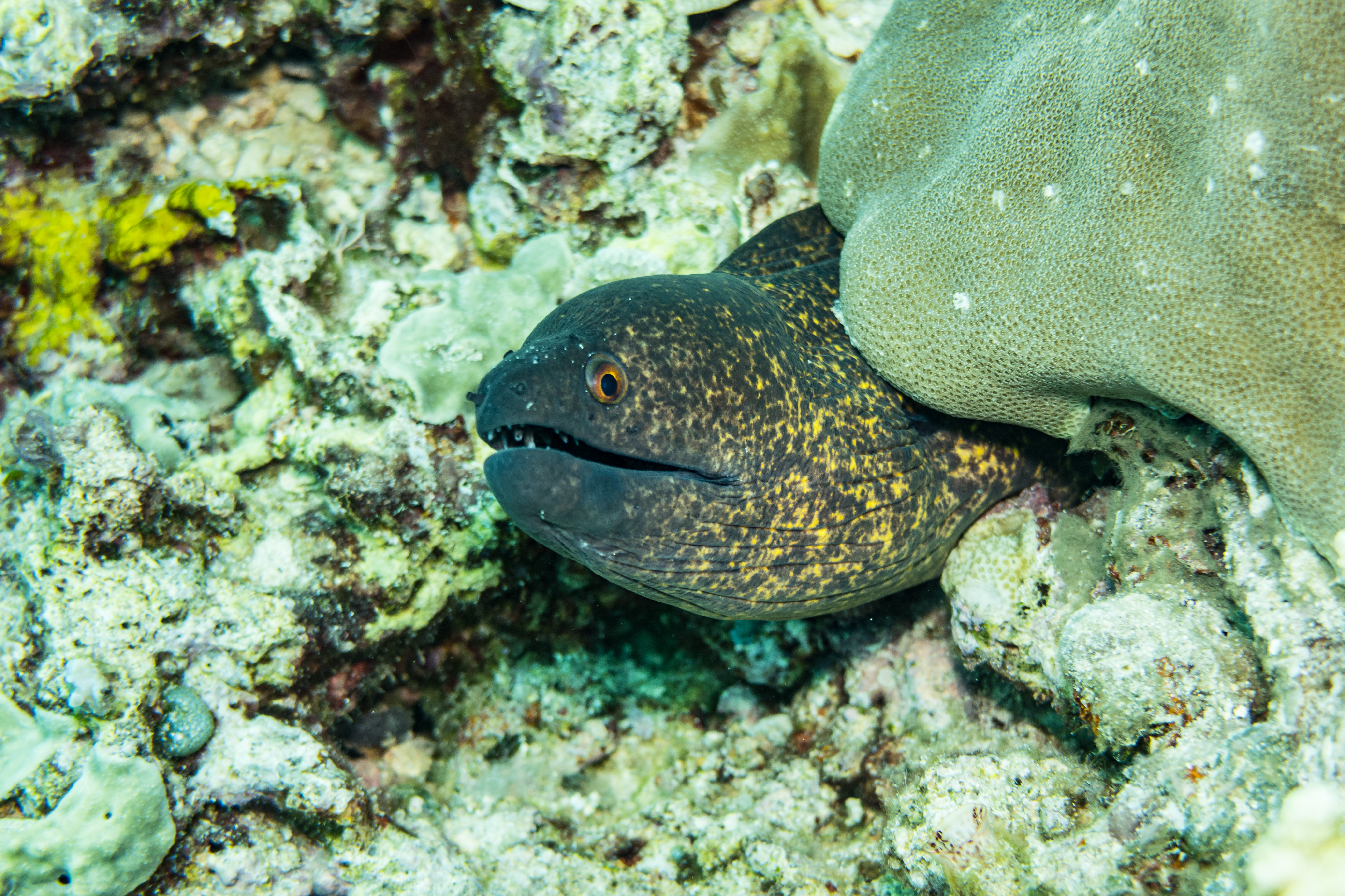 Yellowmargin Moray
