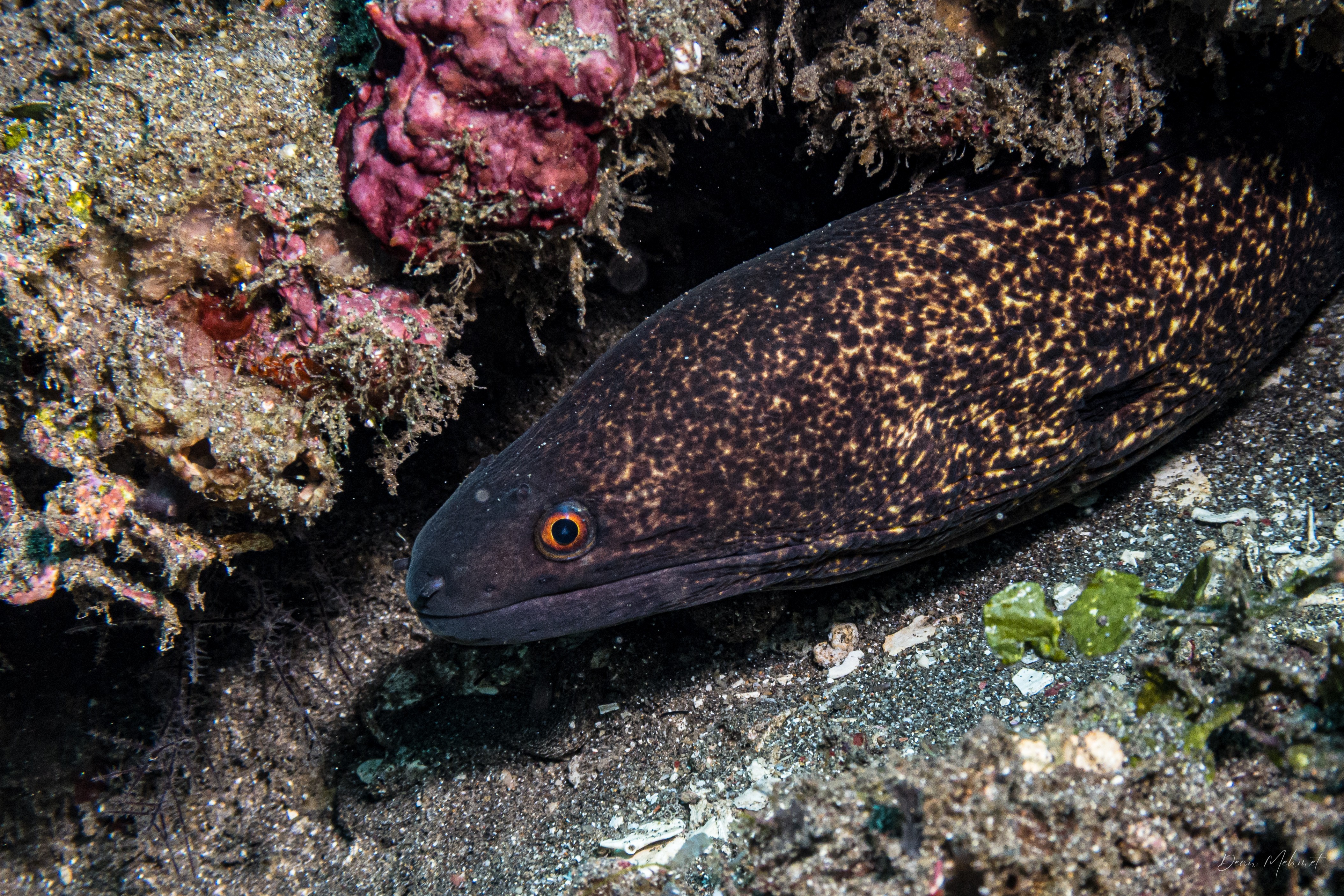 Yellowmargin Moray