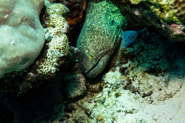 Yellowmargin Moray - Photo 1