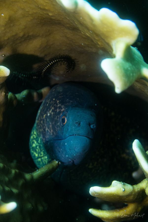 Yellowmargin Moray - Photo 3