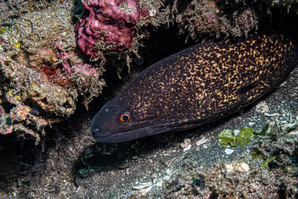 Yellowmargin Moray - Photo 4