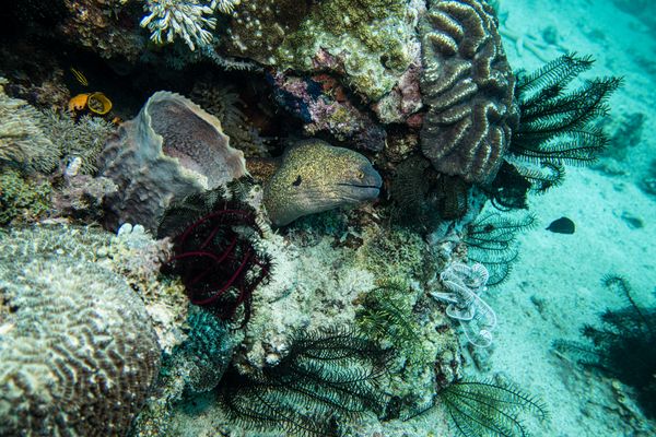 Yellowmargin Moray - Photo 5