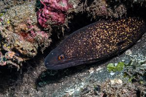 Yellowmargin Moray