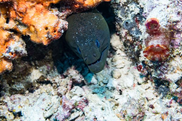 Giant Moray - Photo 1
