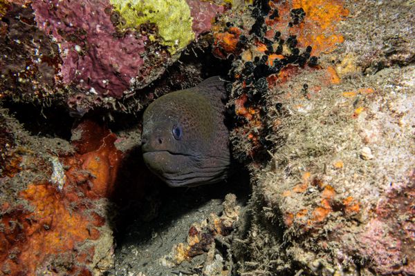 Giant Moray - Photo 2