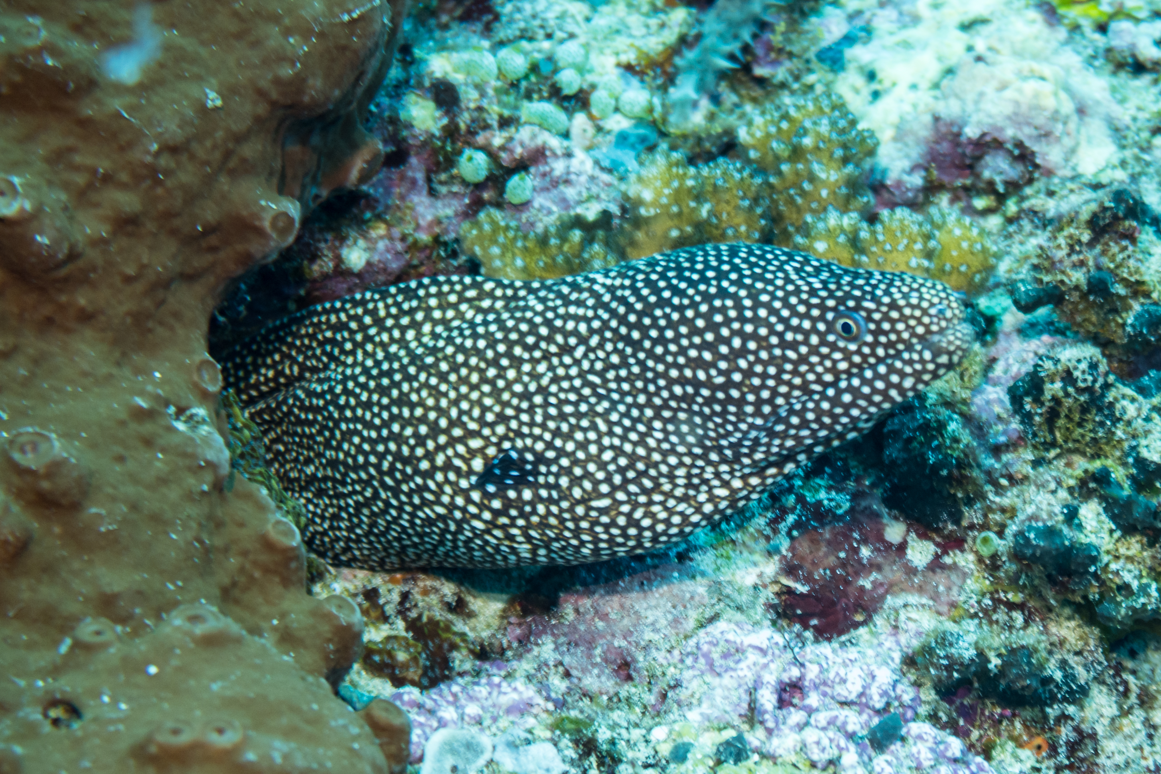 Whitemouth Moray