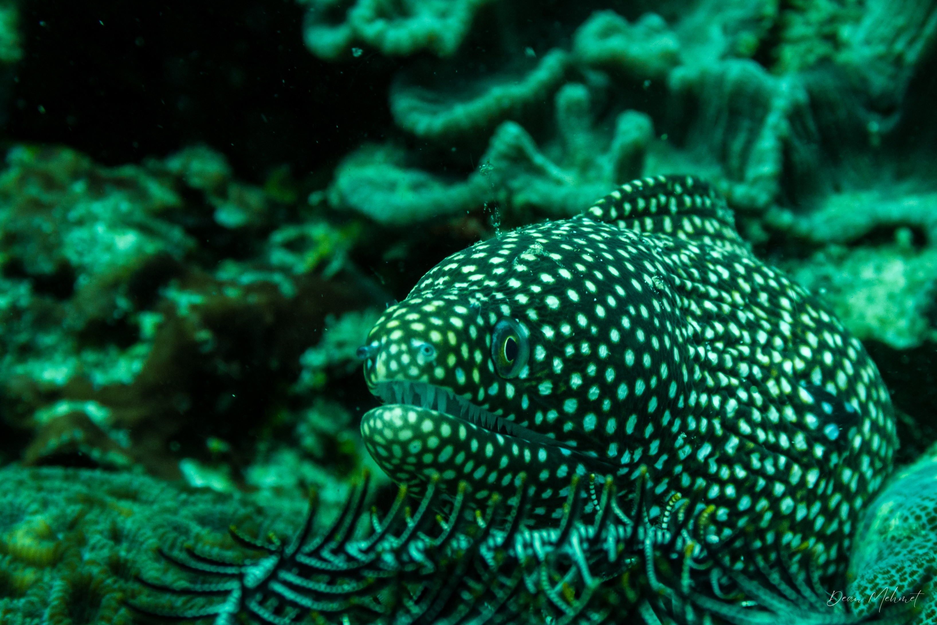 Whitemouth Moray