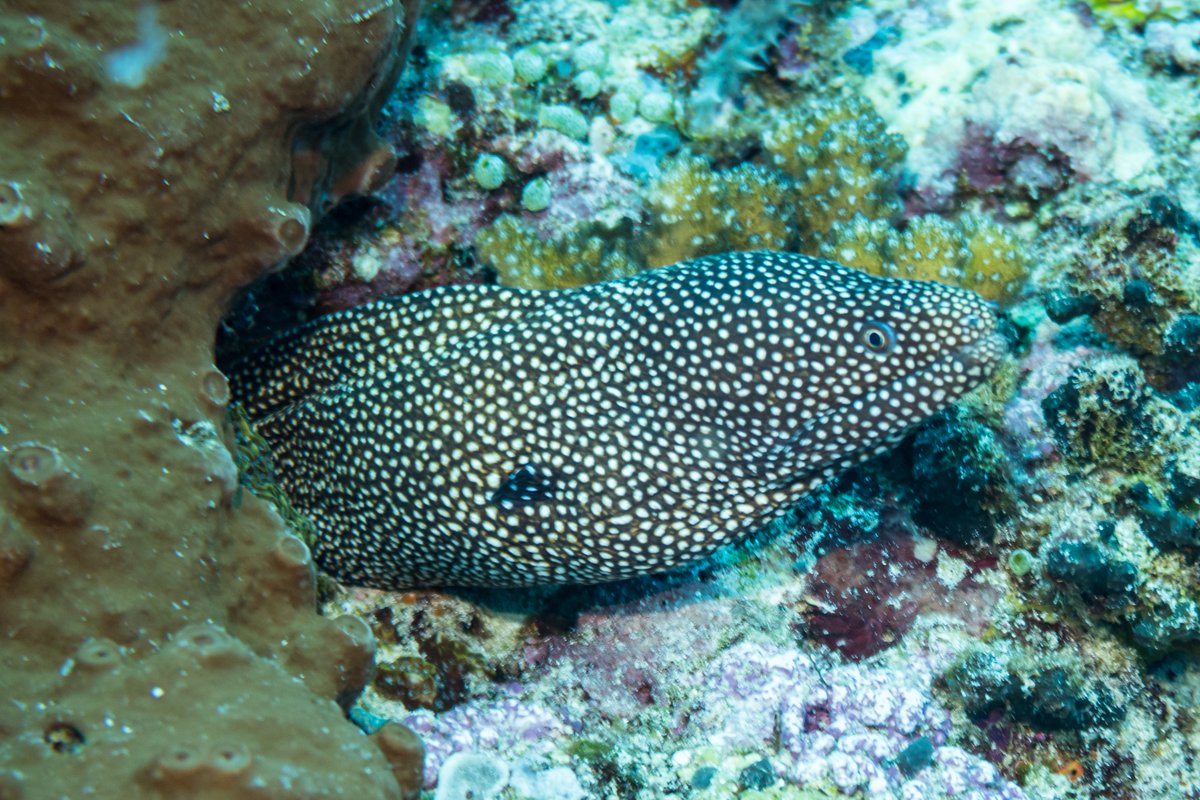 Whitemouth Moray hero image